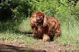 CAVALIER KING CHARLES 014